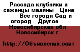 Рассада клубники и саженцы малины › Цена ­ 10 - Все города Сад и огород » Другое   . Новосибирская обл.,Новосибирск г.